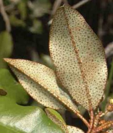 Underside of leaves